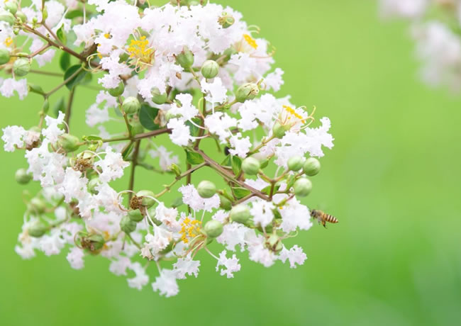 压花